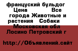француский бульдог › Цена ­ 40 000 - Все города Животные и растения » Собаки   . Московская обл.,Лосино-Петровский г.